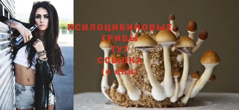 Псилоцибиновые грибы Psilocybine cubensis  Комсомольск-на-Амуре 